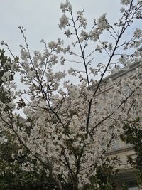 Low angle view of white flowers on tree