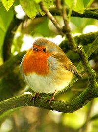 Close-up of bird perching on branch