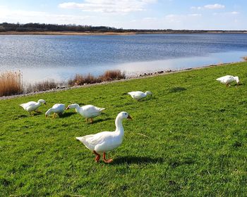 View of birds on lakeshore