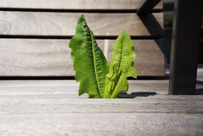 Close-up of leaf on table