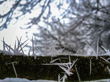 Close-up of frozen plant on field during winter