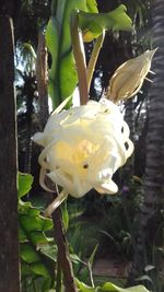 Close-up of white flowers