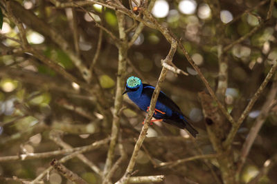 Close-up of bird perching on branch