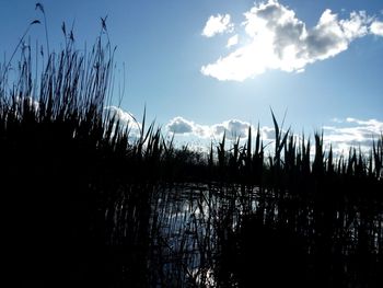 Silhouette trees by lake against sky