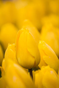 Close-up of yellow flowering plant