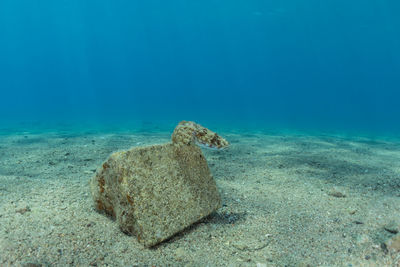 View of coral swimming in sea