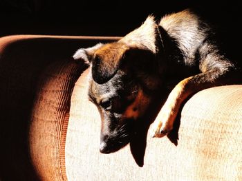 Close-up of dog relaxing on sofa at home