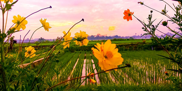 Close-up of yellow flowering plant on field against sky