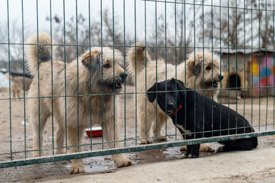 Dog in animal shelter waiting for adoption. dog behind the fences. canine behind bars. 