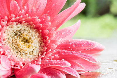 Close-up of pink flower