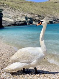 View of swan on beach