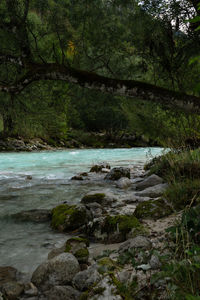 Scenic view of river stream in forest