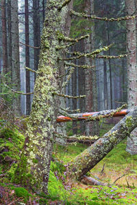 Trees in forest