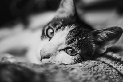 Close-up portrait of cat resting on bed