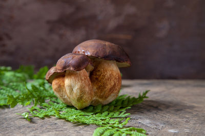 Close-up of mushroom growing on table