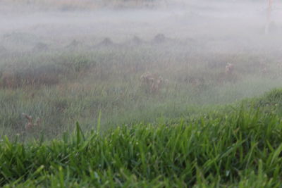 Scenic view of field during rainy season