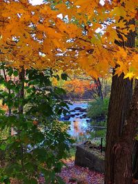 Trees by lake during autumn