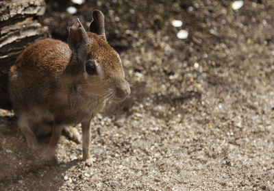 A rabbit like animal with big eyes