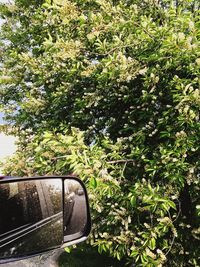 Close-up of car on road against trees