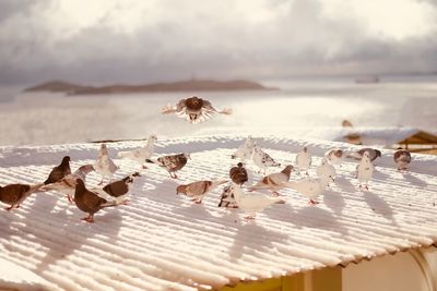 Birds on shore against sky