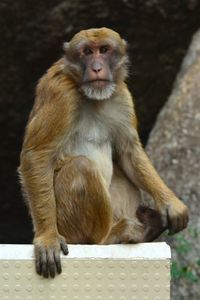 Close-up of monkey sitting on retaining wall