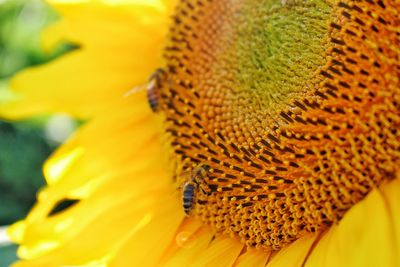 Close-up of bee on sunflower