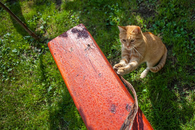 High angle view of cat rearing up by orange seat on grassy field