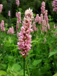 Close-up of pink flowering plant on field