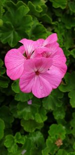 Close-up of pink flowering plant