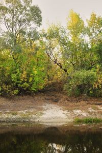 Scenic view of river amidst trees in forest