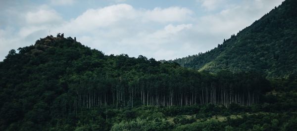 Low angle view of trees on land against sky