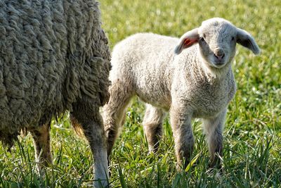 Sheep in a field