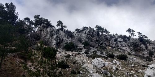 Scenic view of trees against sky