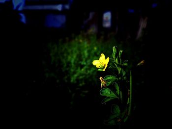 Close-up of yellow flowers at night