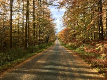 View of trees in forest