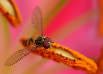 Close-up of fly on flower