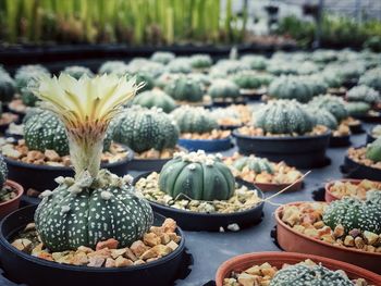 Close-up of succulent plants growing in greenhouse