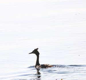 Full length of man standing in sea