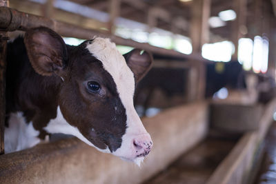 Close-up of cow standing in shed