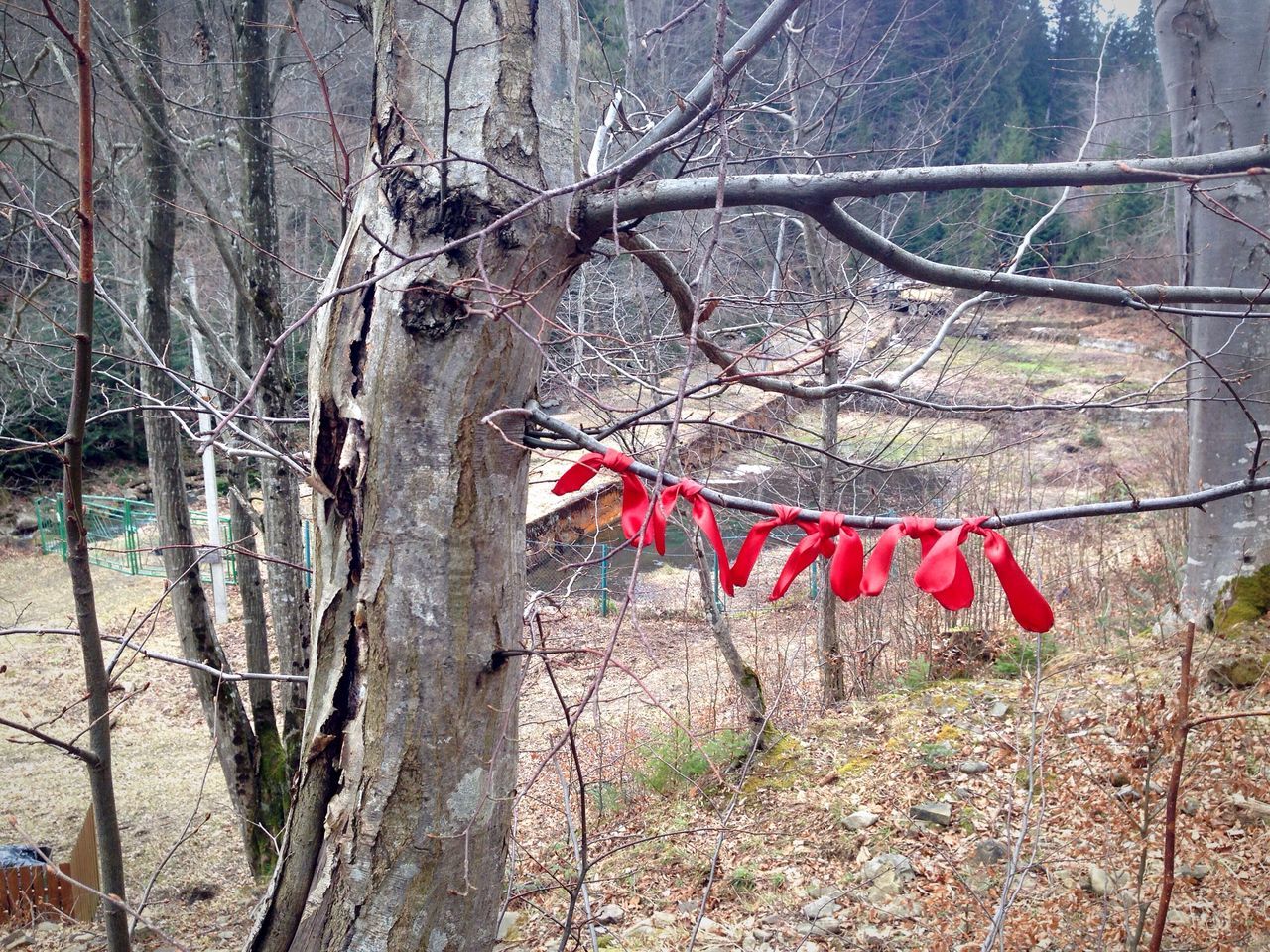 tree, hanging, branch, bare tree, no people, tree trunk, outdoors, growth, day, nature