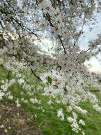 Close-up of white cherry blossom tree