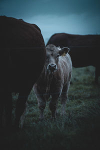 Cow standing in a field