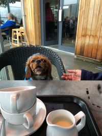 Dog sitting on chair at sidewalk cafe