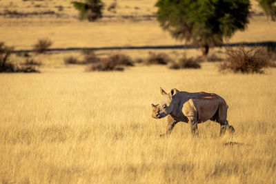 Horse grazing on field