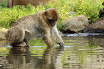 Monkey drinking water