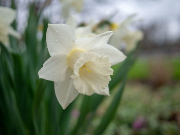 Close-up of white rose flower