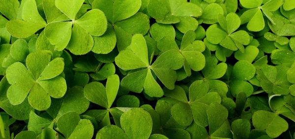 Full frame shot of green leaves