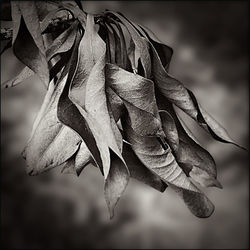 Close-up of dry autumn leaves against sky