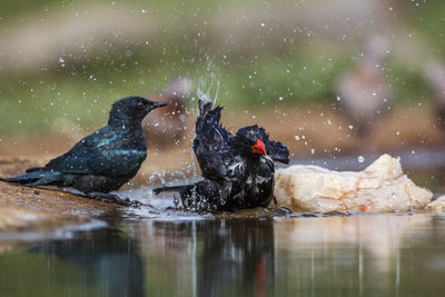 Red billed