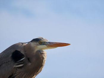 Low angle view of a bird against clear sky